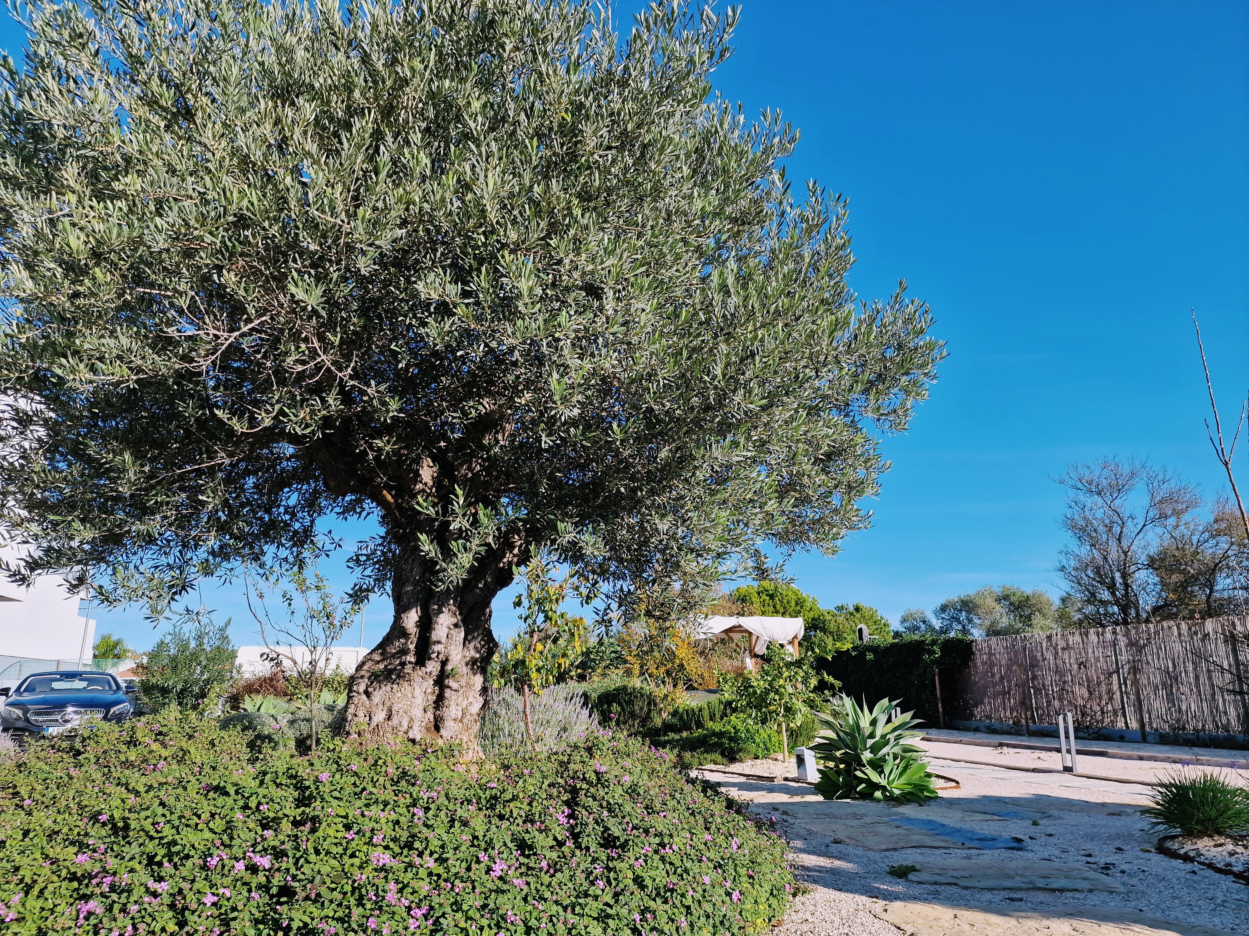 LivinTavira - Image 2